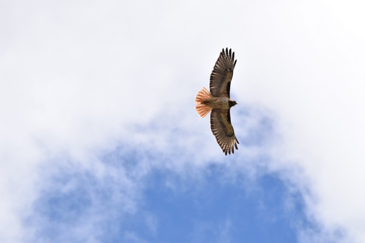 Red-tailed Hawk - ML347242471