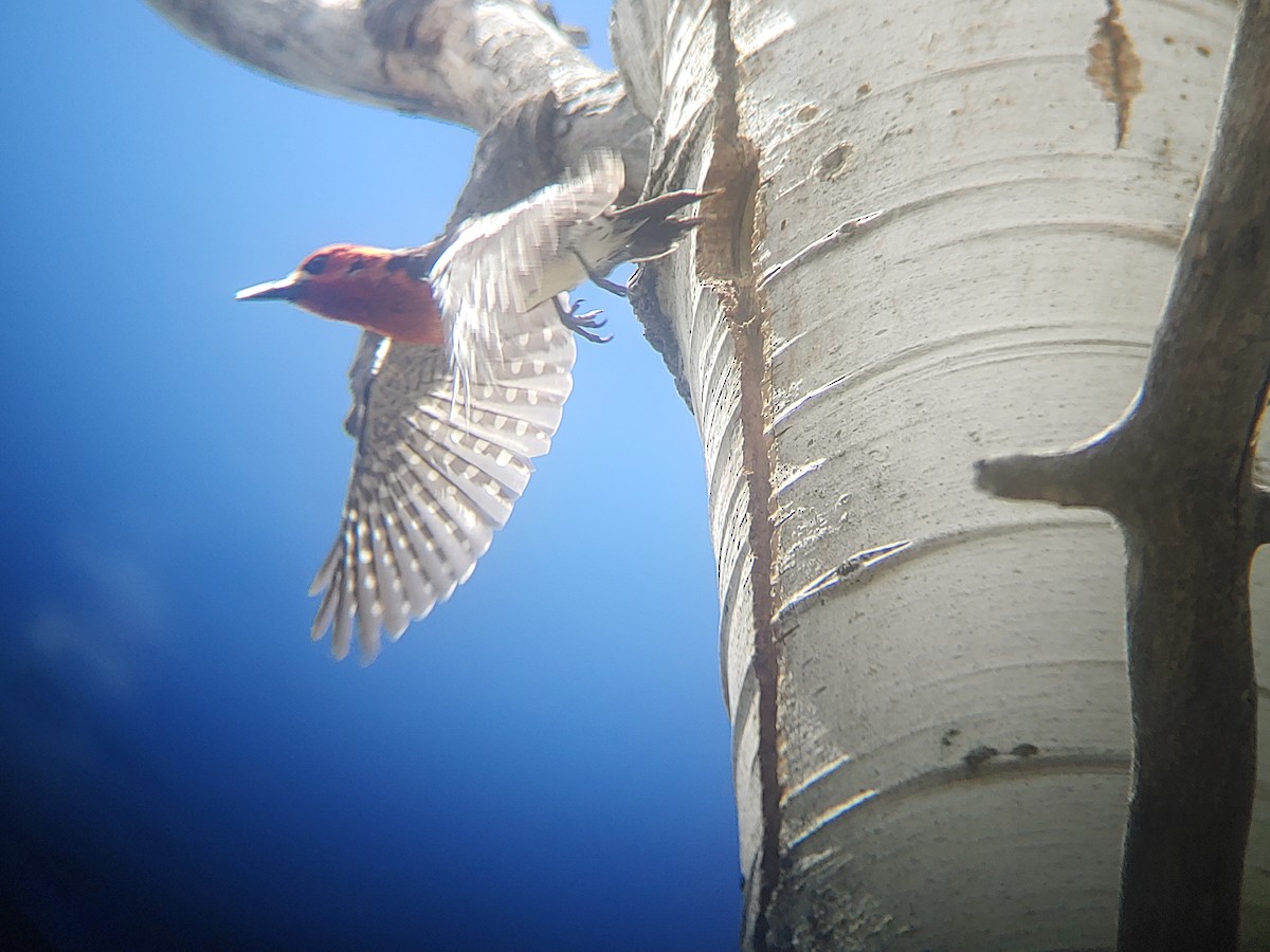Red-breasted Sapsucker - ML347242731