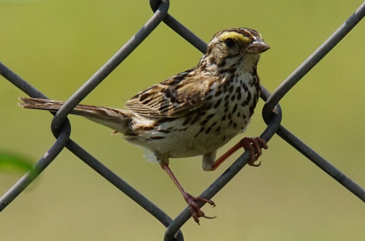 Savannah Sparrow - ML347244651