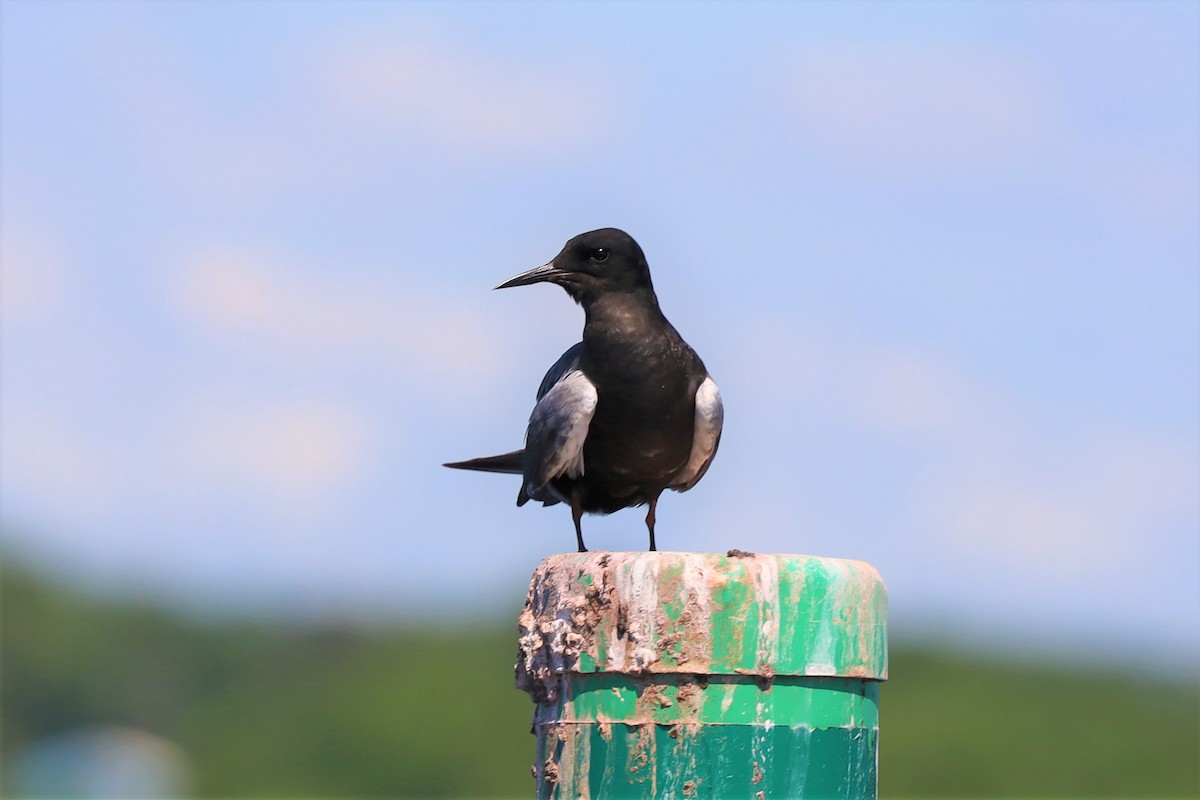 Black Tern - David Nelson