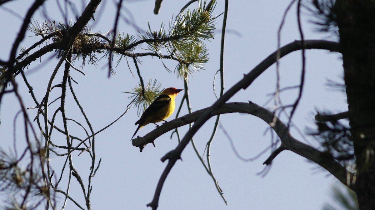 Western Tanager - ML347249661