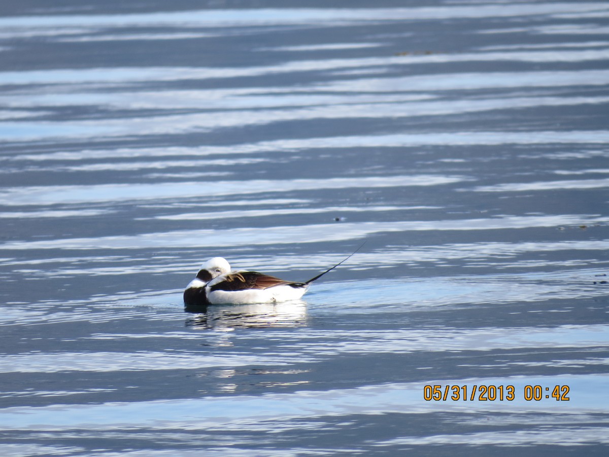 Long-tailed Duck - Charlie Ewell