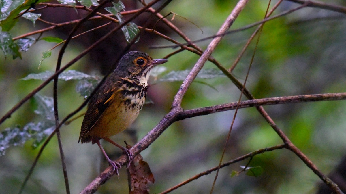 Spotted Antpitta - ML347257081