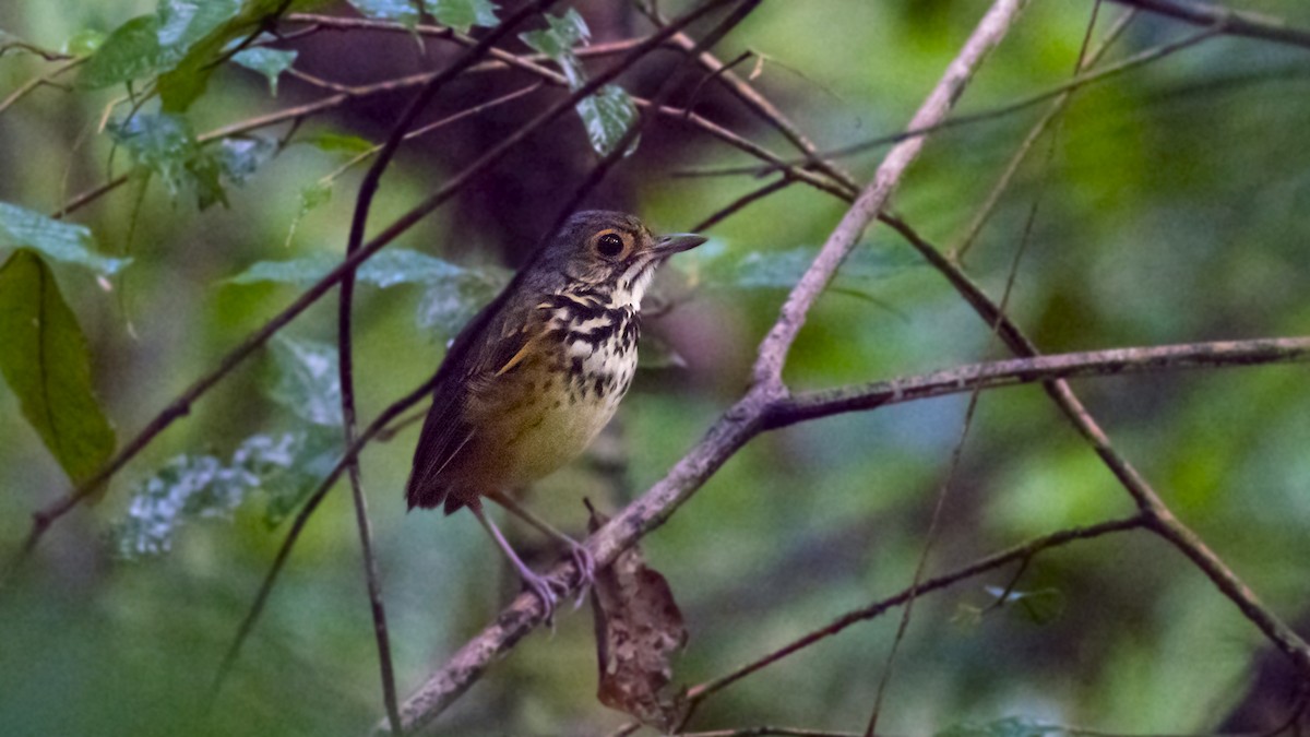 Spotted Antpitta - ML347257121