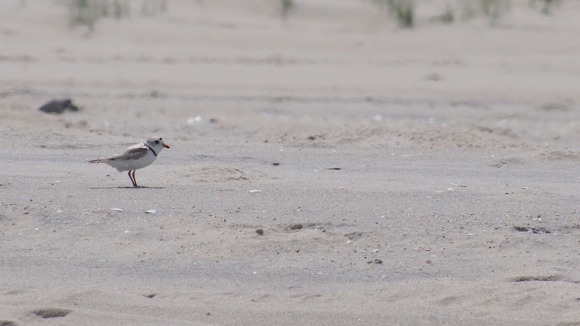 Piping Plover - ML347258761