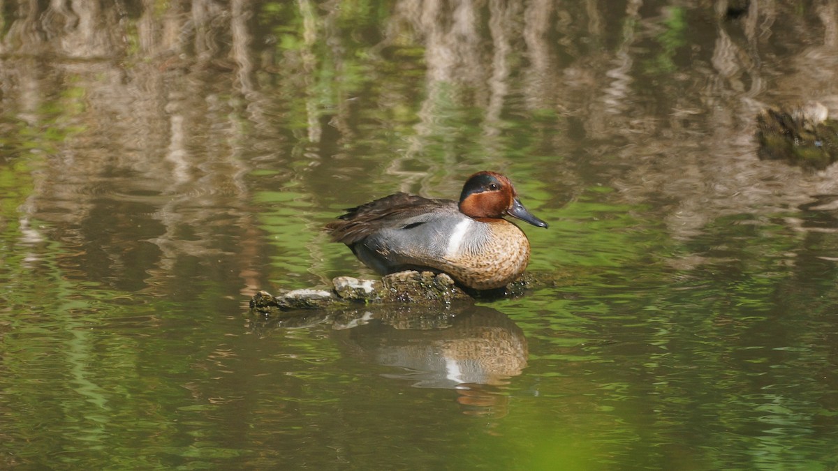 Green-winged Teal - ML347265261