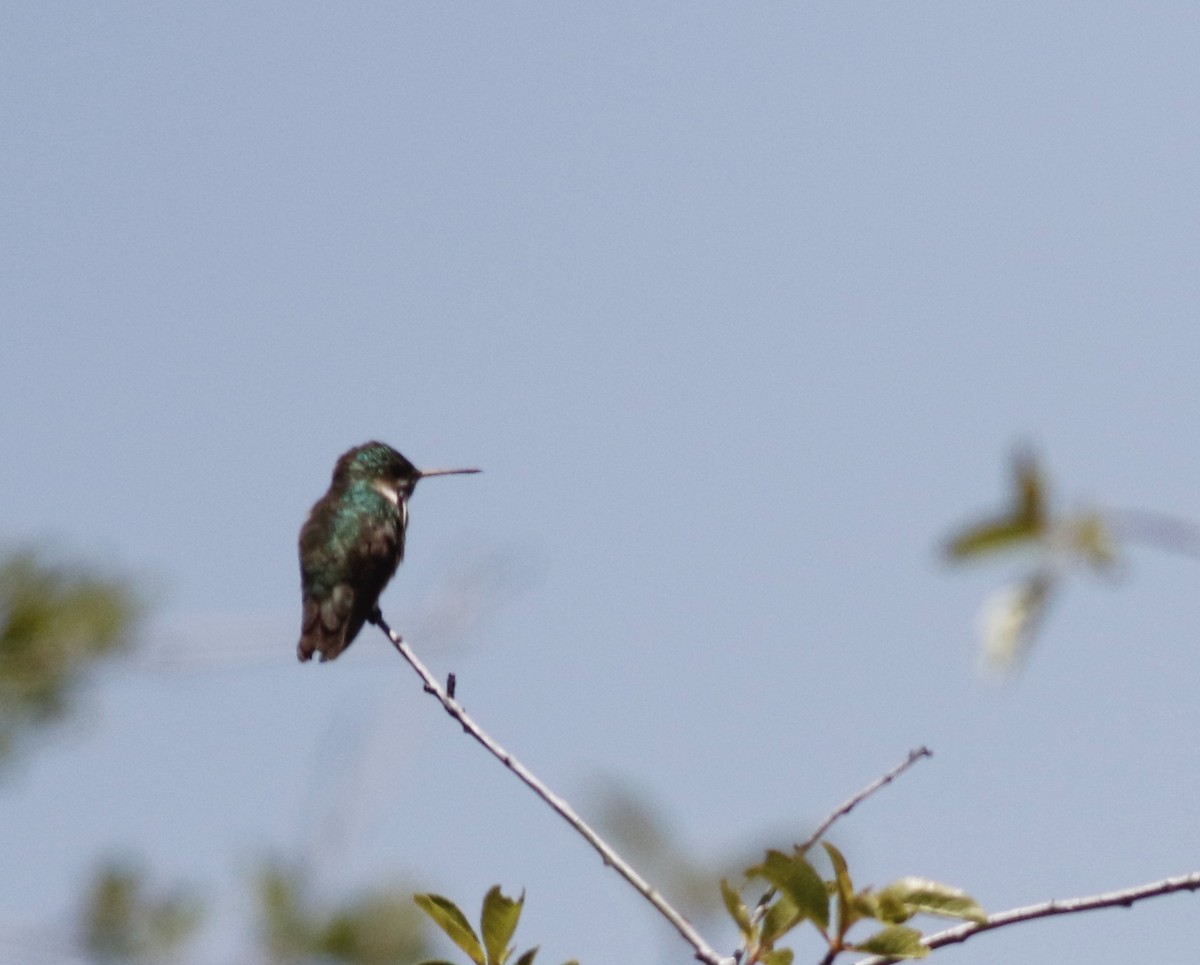 Calliope Hummingbird - ML347265951