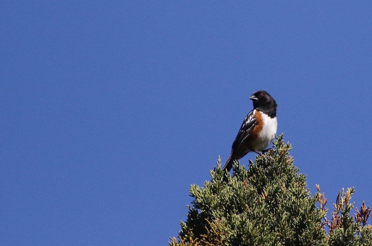 Spotted Towhee - ML347266031