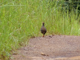 Ahanta Spurfowl, ML347267491