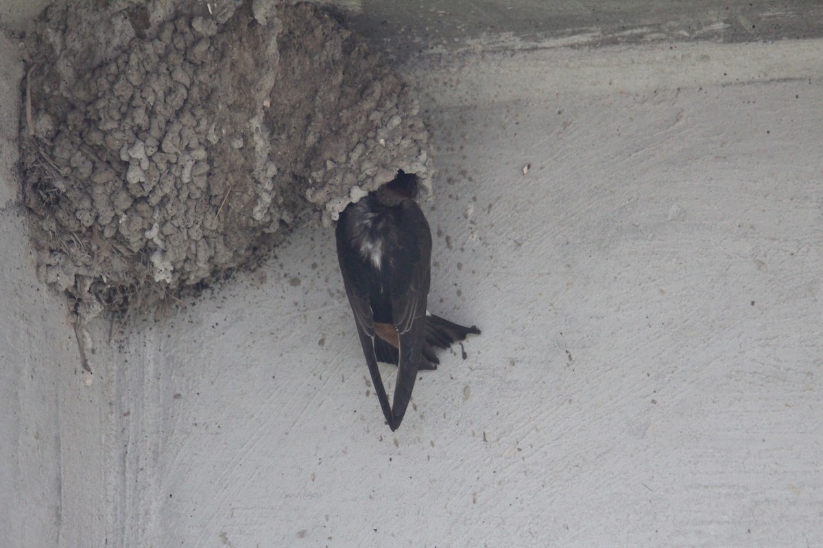 Barn Swallow - ML347270101