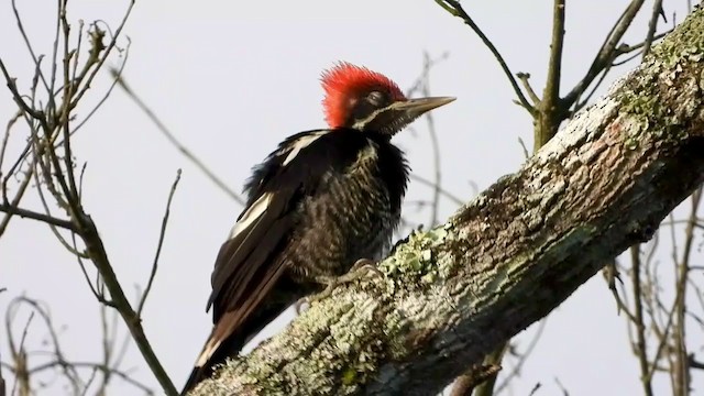 Lineated Woodpecker - ML347276071