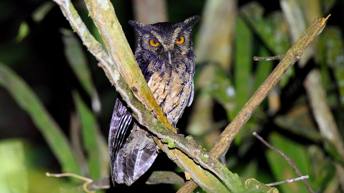 Tawny-bellied Screech-Owl - ML347276491