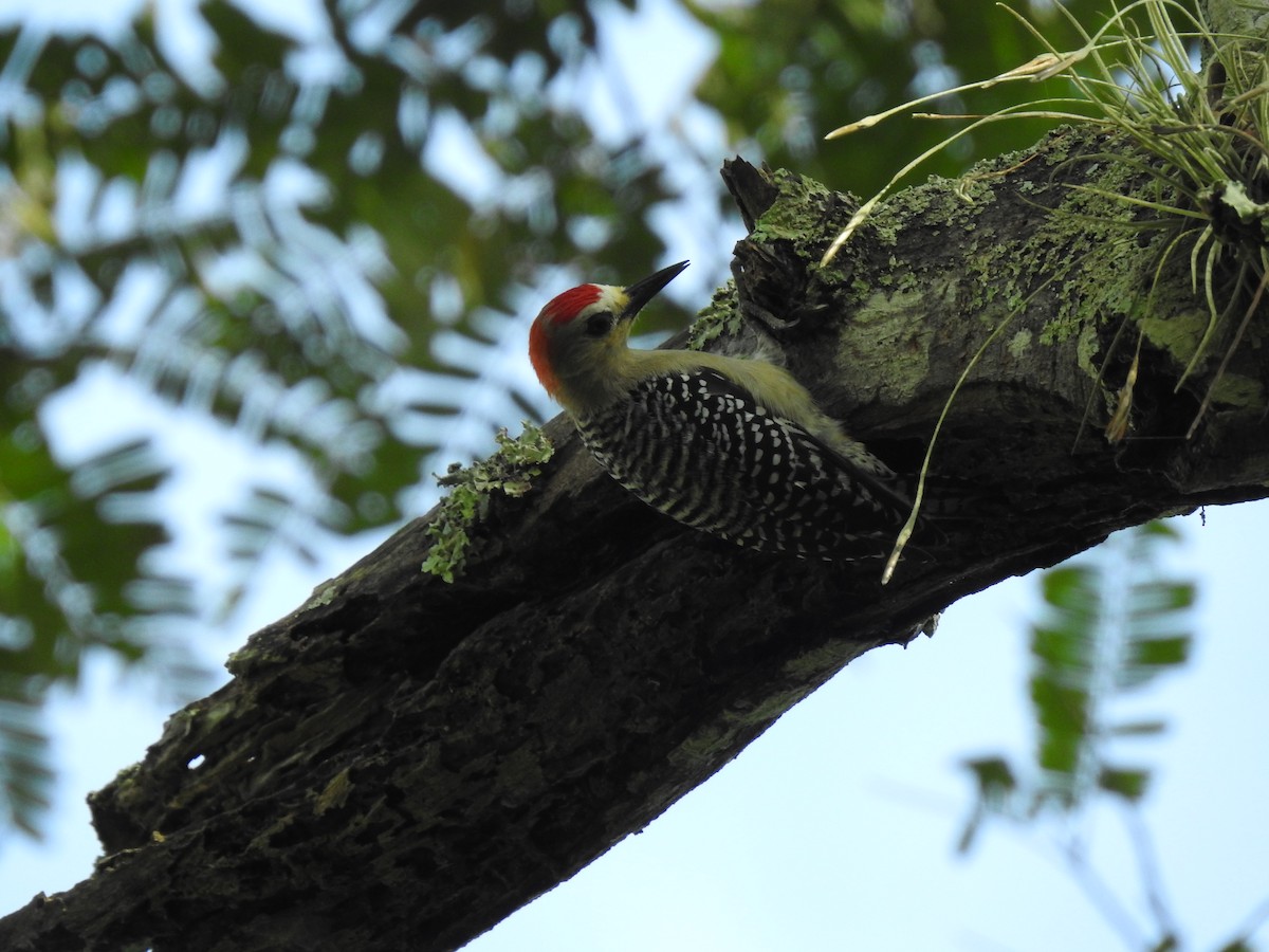 Red-crowned Woodpecker - ML347280651