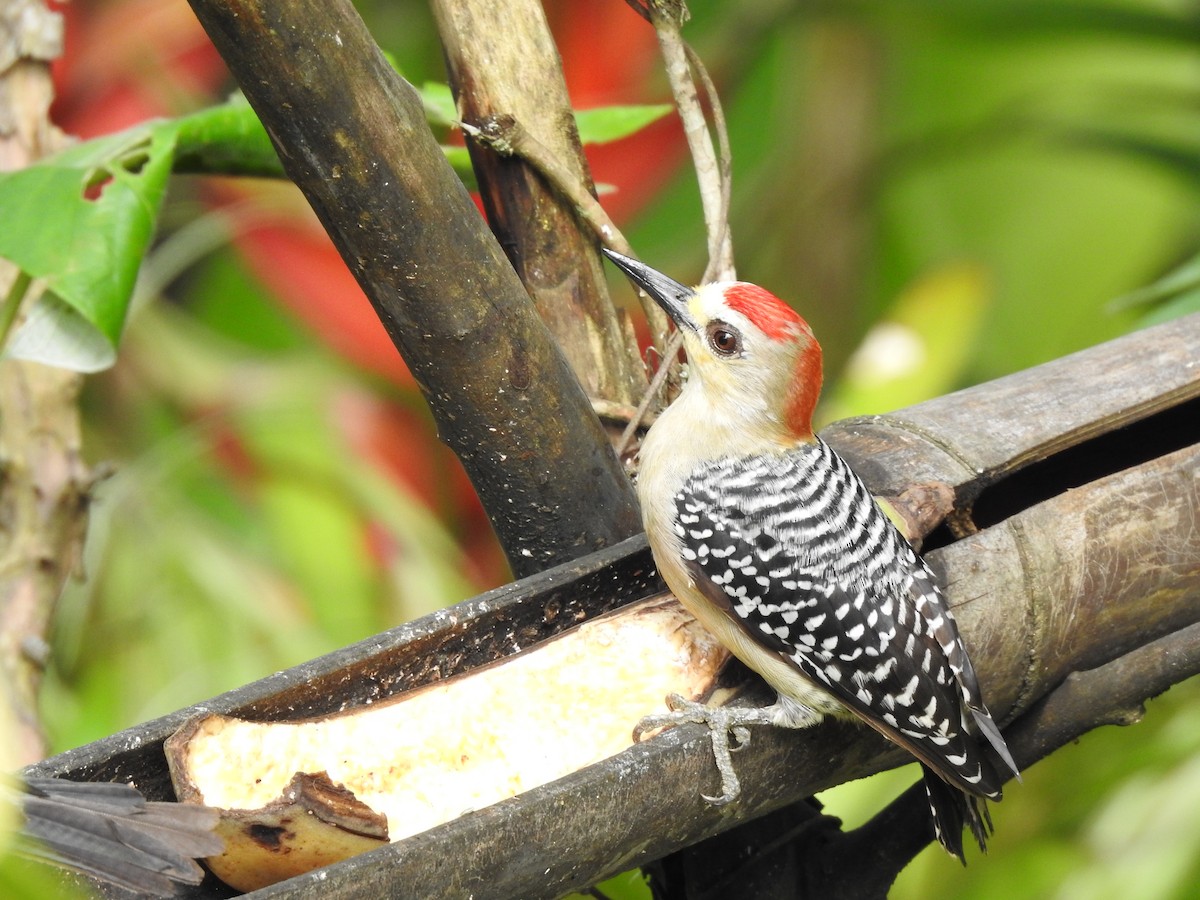 Red-crowned Woodpecker - ML347280661
