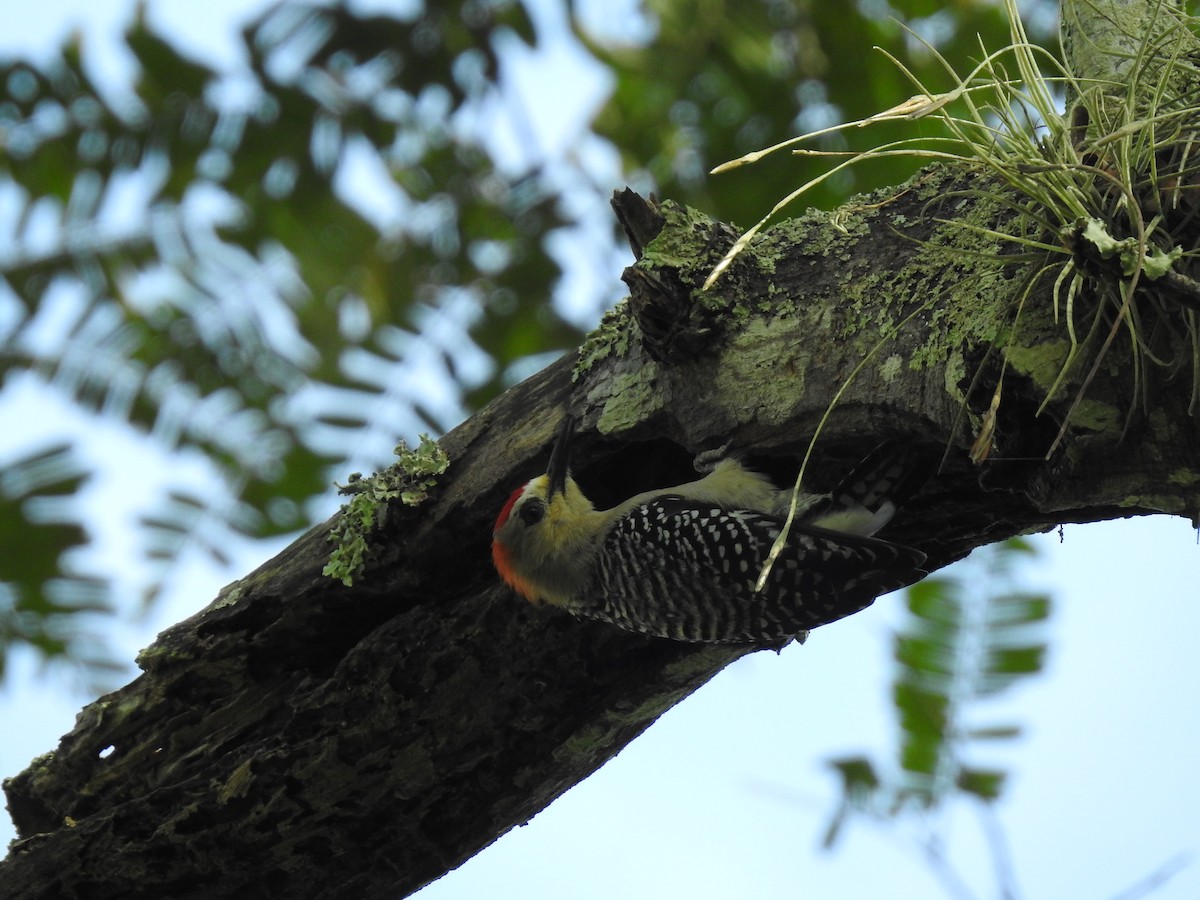 Red-crowned Woodpecker - ML347280701