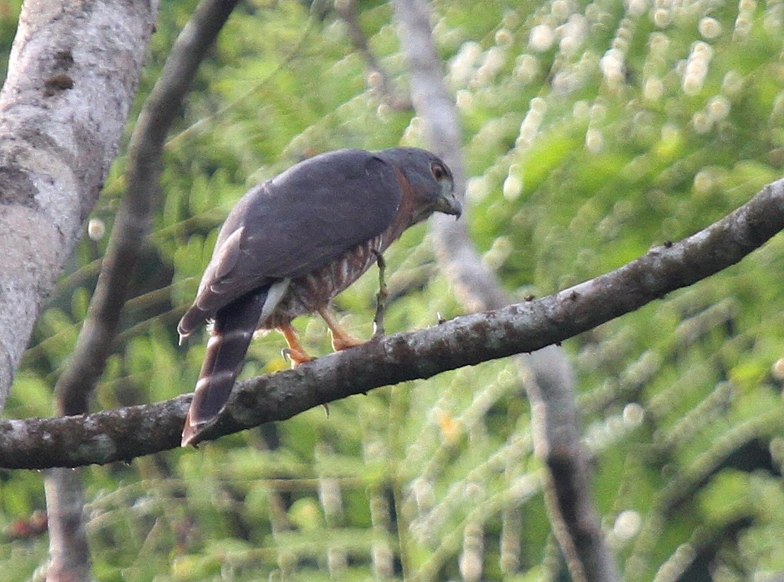Double-toothed Kite - ML34728091