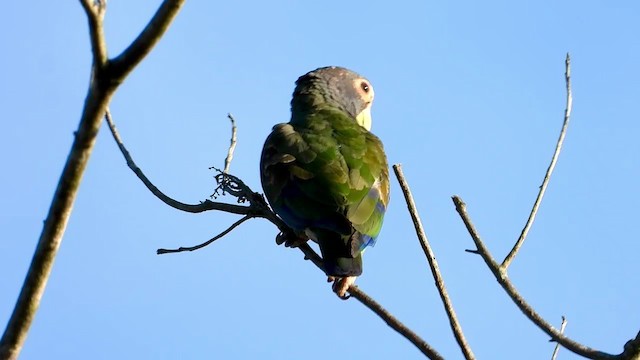 White-crowned Parrot - ML347283421