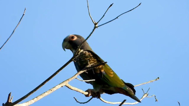 White-crowned Parrot - ML347283431
