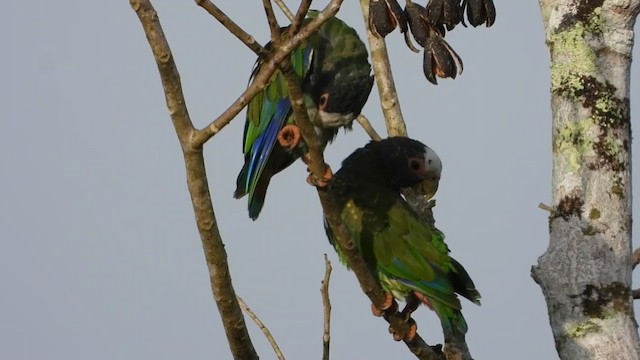 White-crowned Parrot - ML347283471
