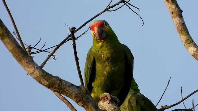 Red-lored Parrot - ML347283511