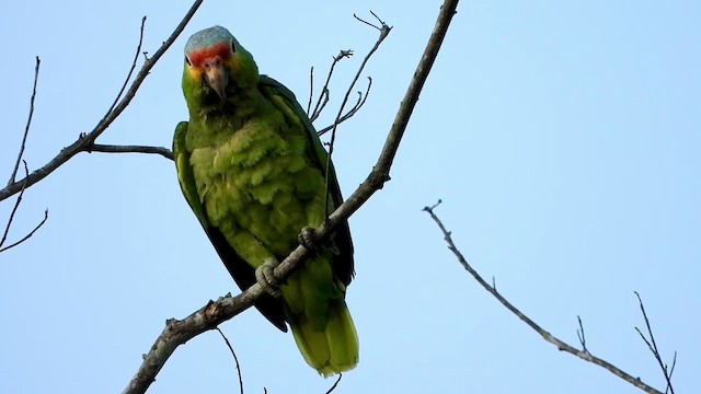 Red-lored Parrot - ML347284781