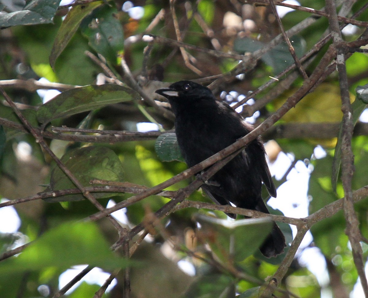 White-shouldered Tanager - ML34728581