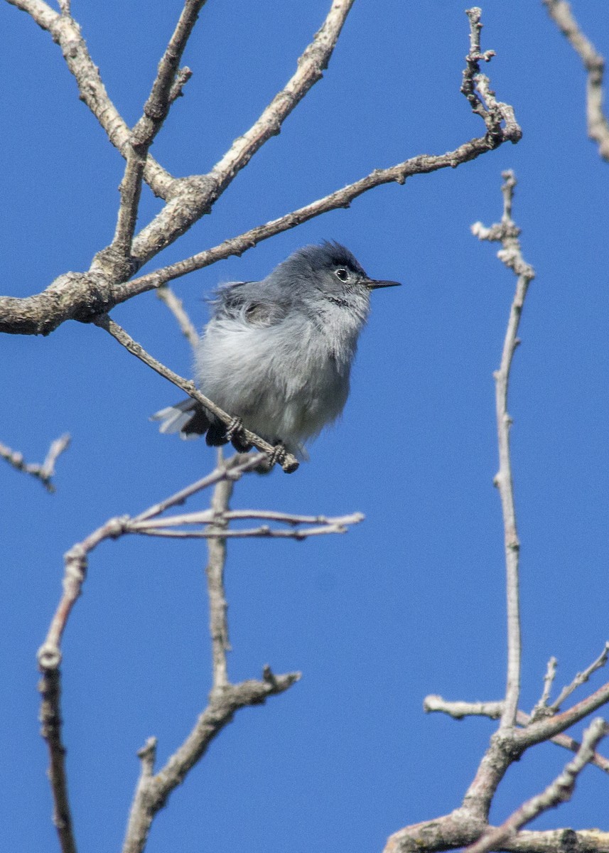 Blue-gray Gnatcatcher (obscura Group) - ML347285941