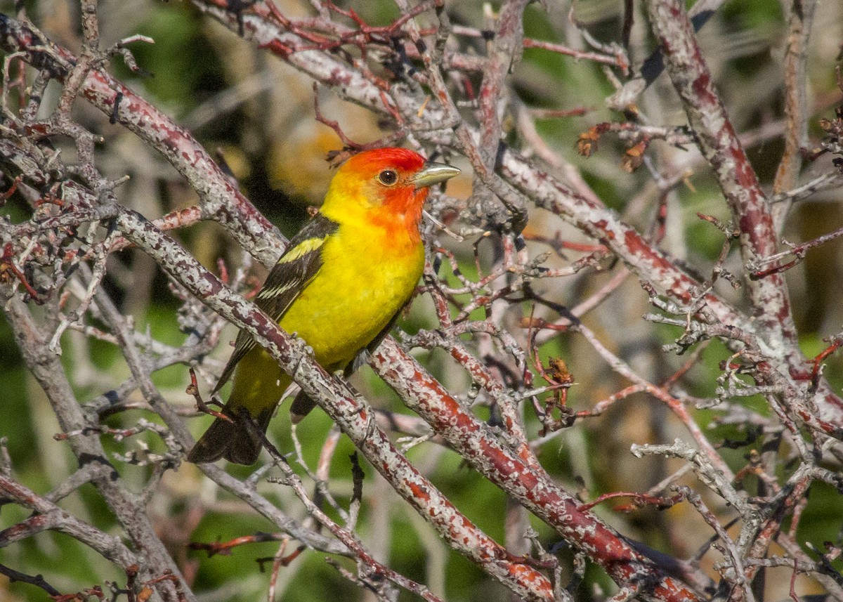Western Tanager - ML347287081