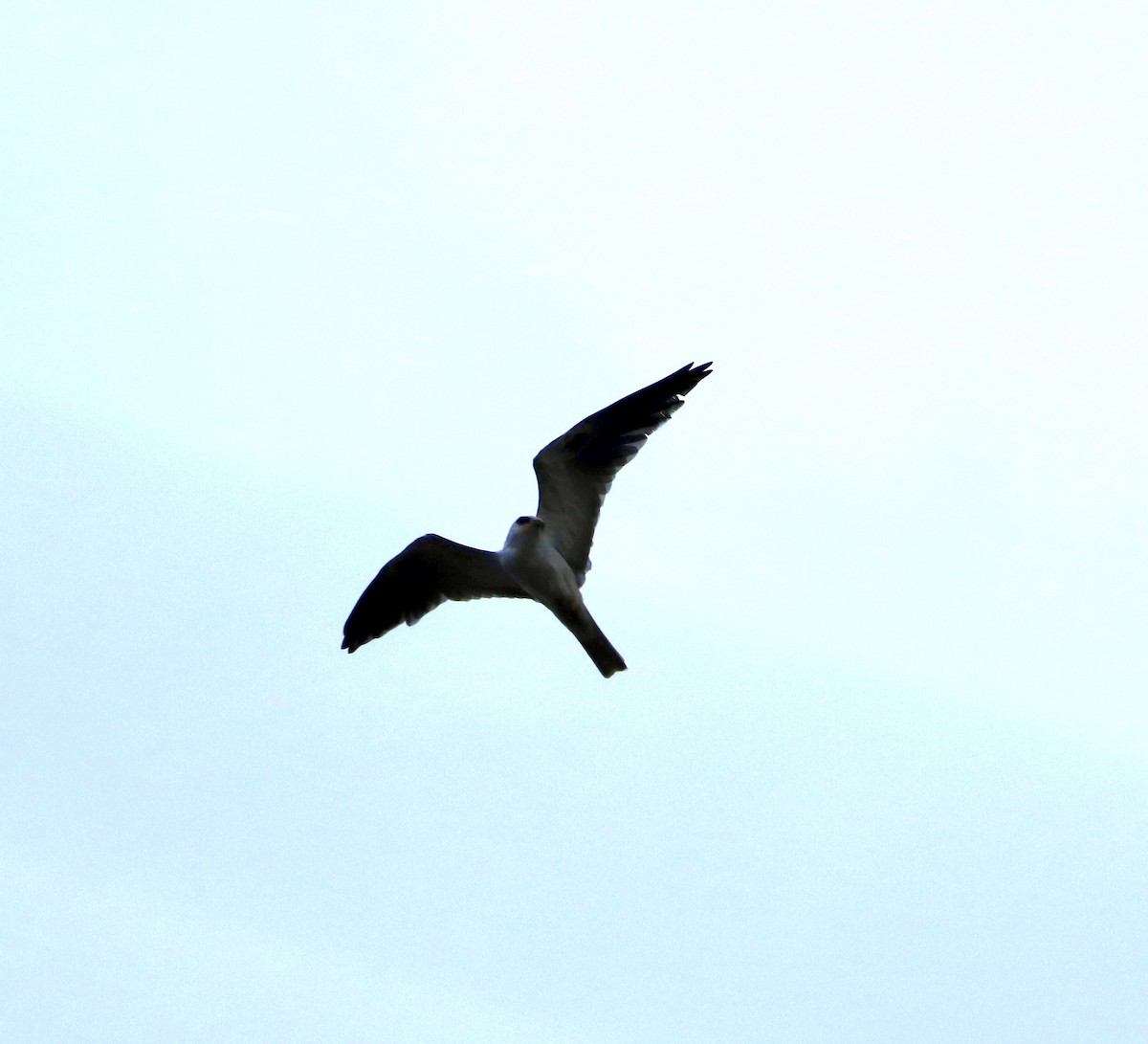 White-tailed Kite - ML347287191