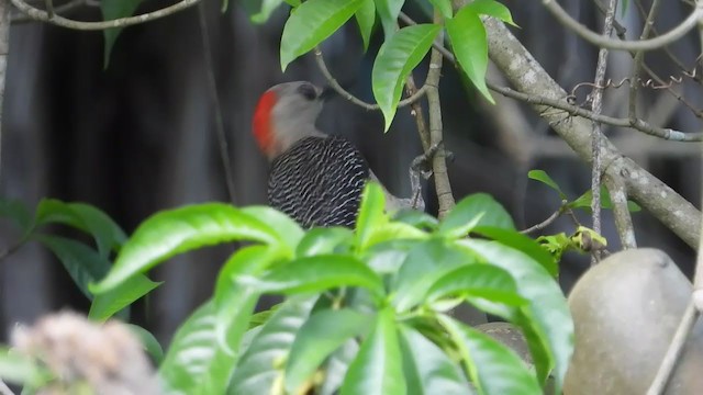 Golden-fronted Woodpecker - ML347287381