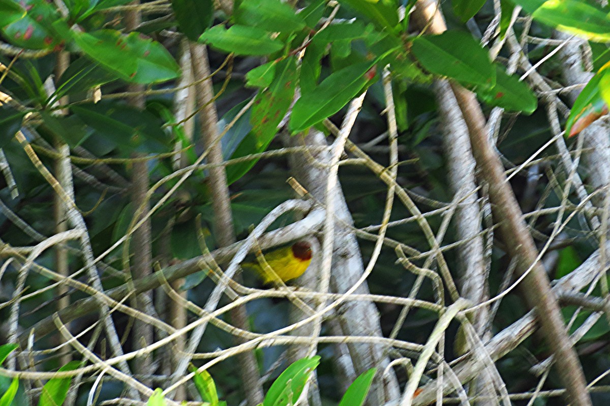 Yellow Warbler (Mangrove) - ML347287521
