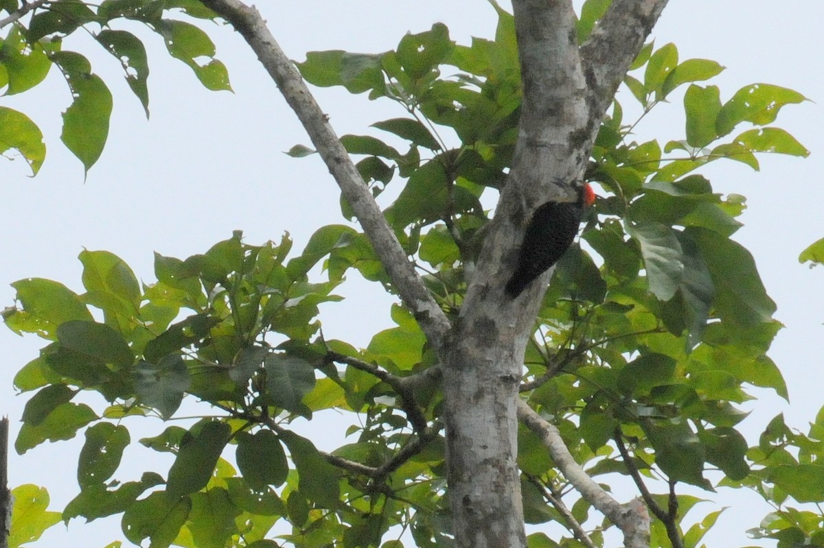 Black-cheeked Woodpecker - Bruce Mast