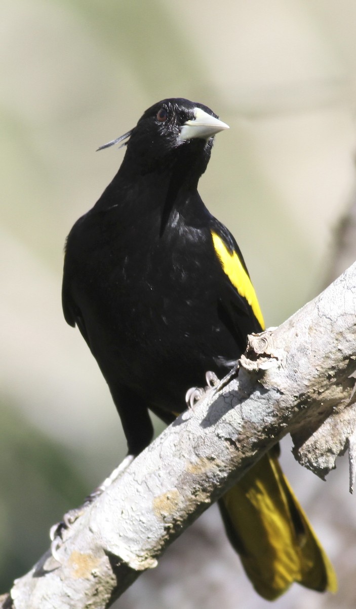 Yellow-winged Cacique - ML34729541
