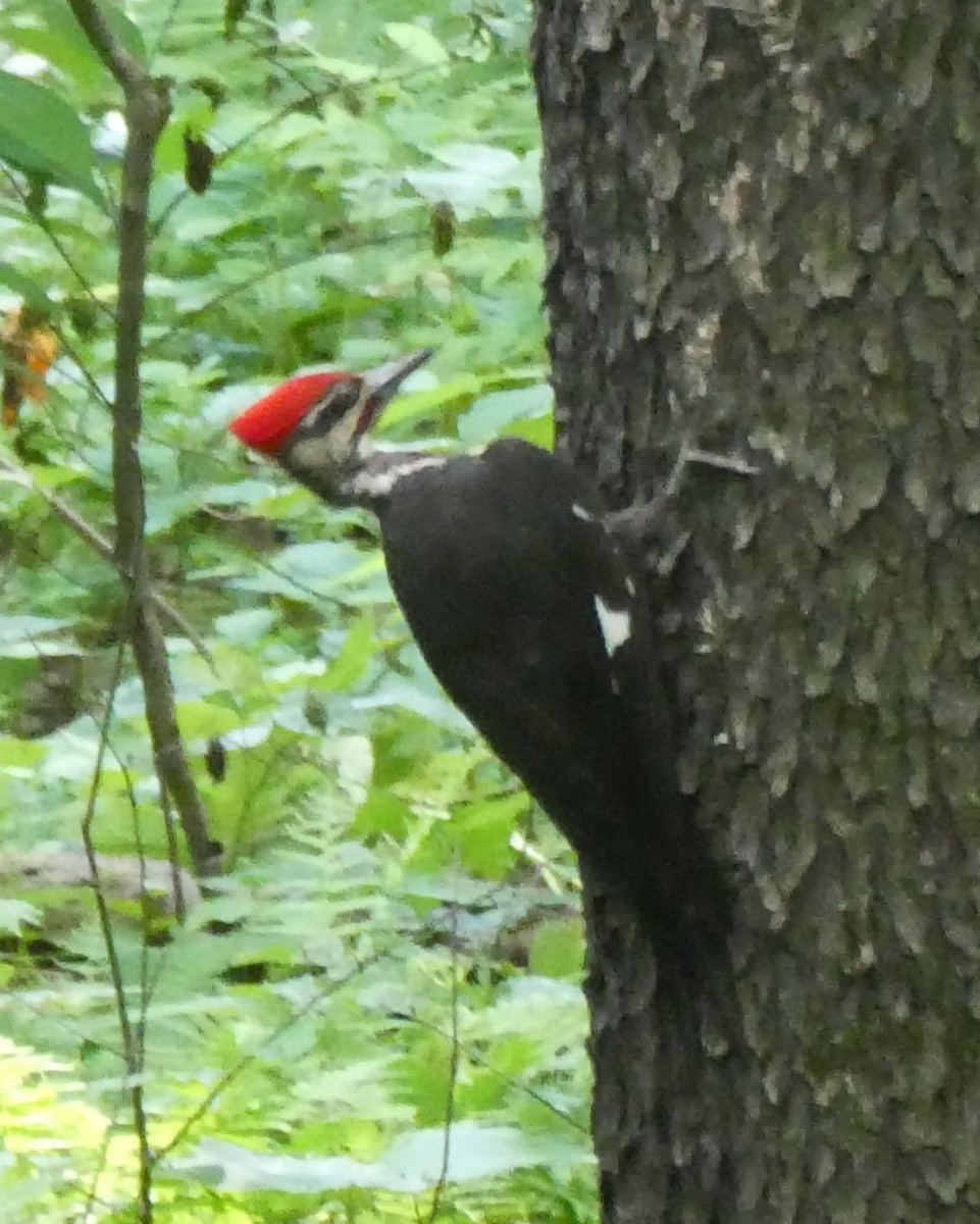 Pileated Woodpecker - ML347295471