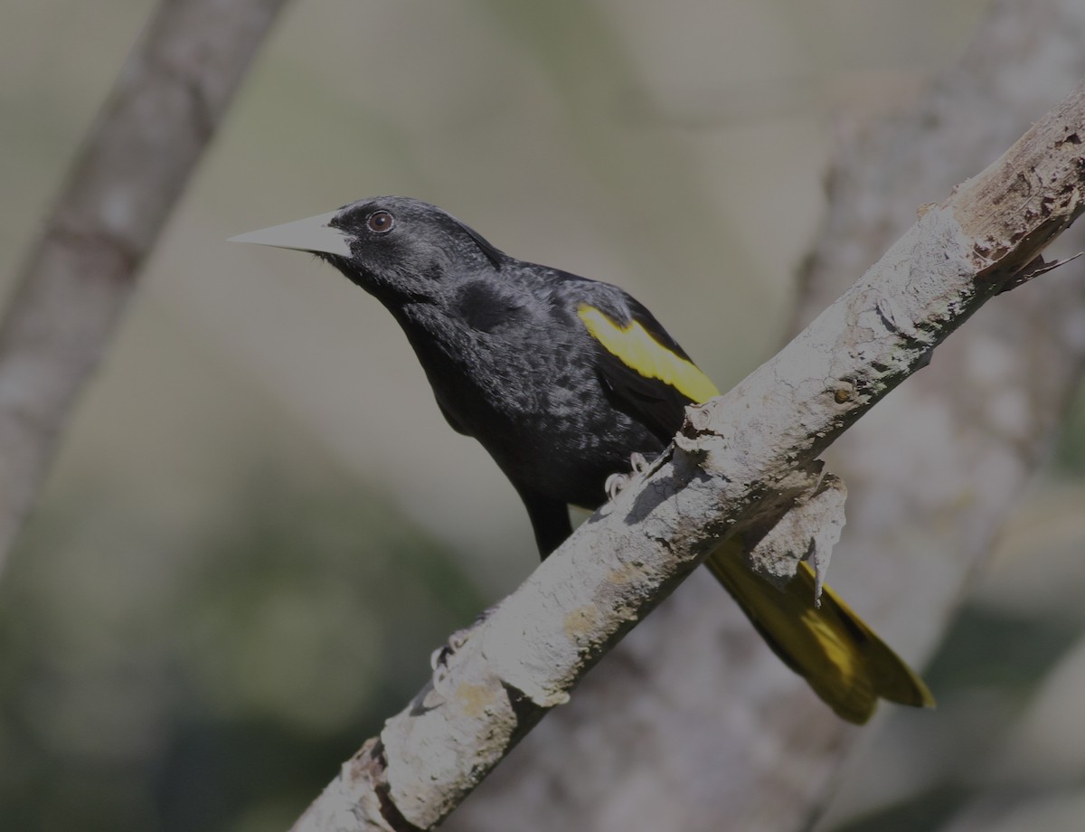 Yellow-winged Cacique - ML34729561