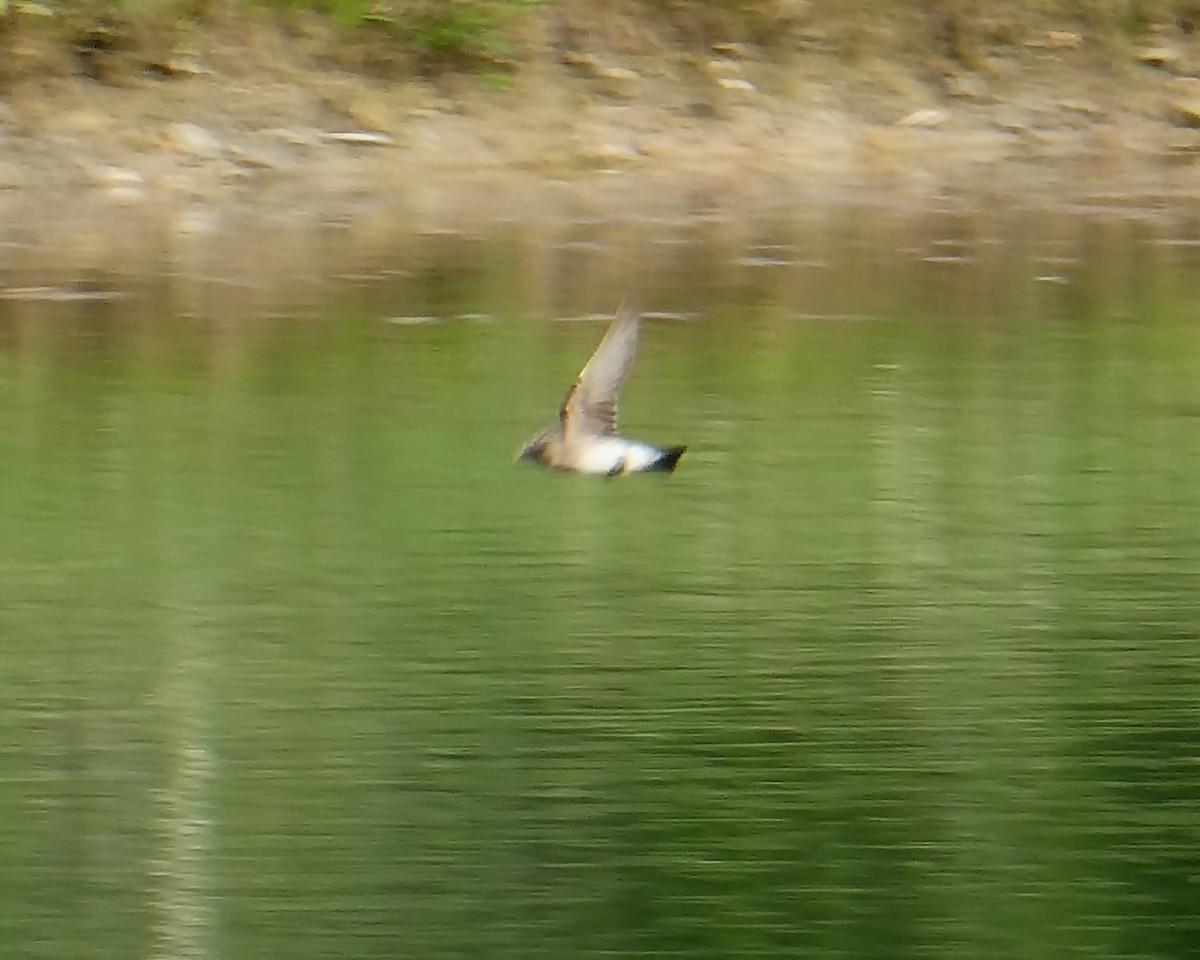 Northern Rough-winged Swallow - ML347299081