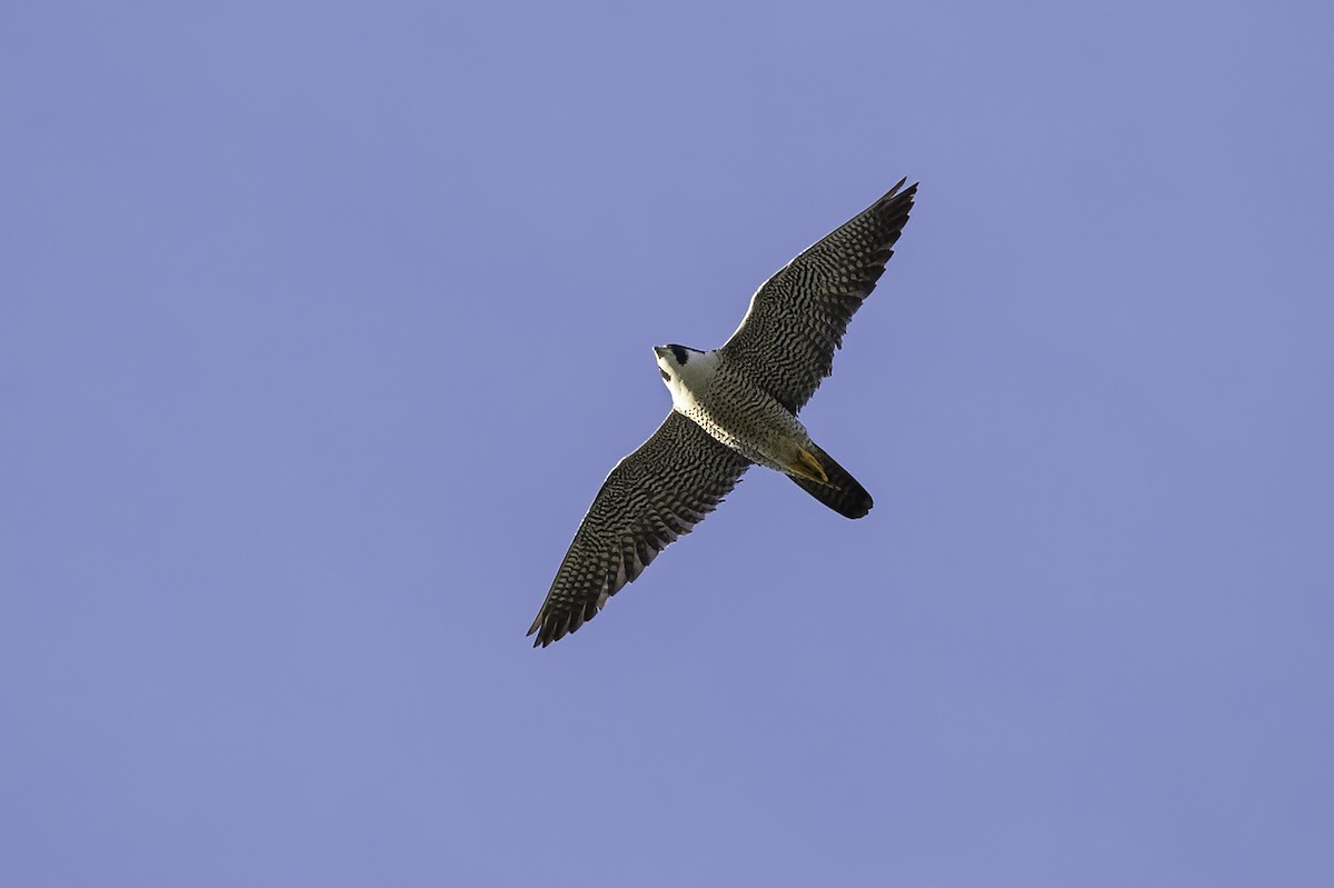 Peregrine Falcon - Cam Nikkel