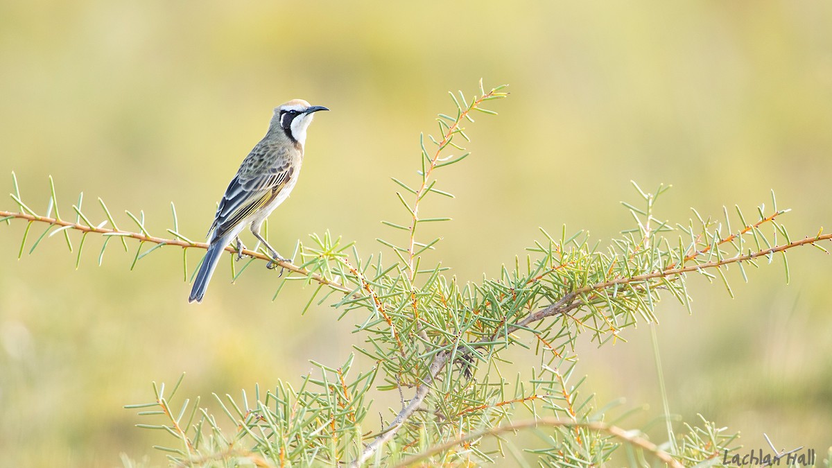 Tawny-crowned Honeyeater - Lachlan Hall