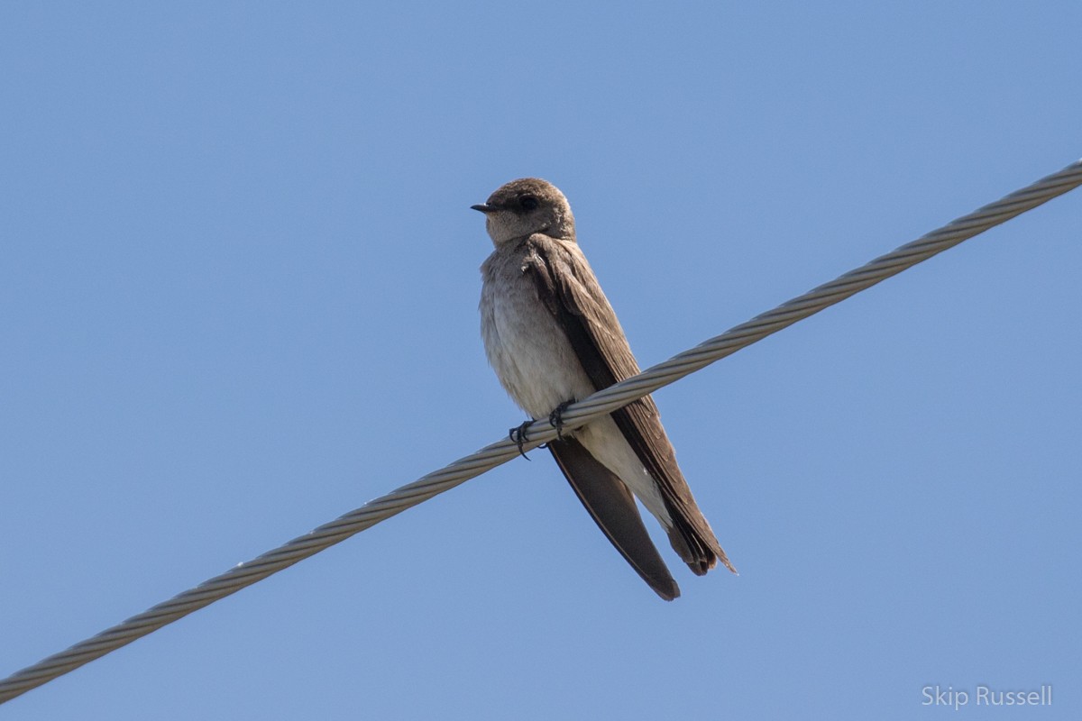 Northern Rough-winged Swallow - Skip Russell