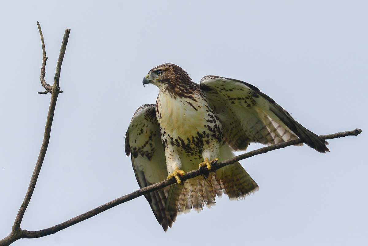 Red-tailed Hawk - ML34732511