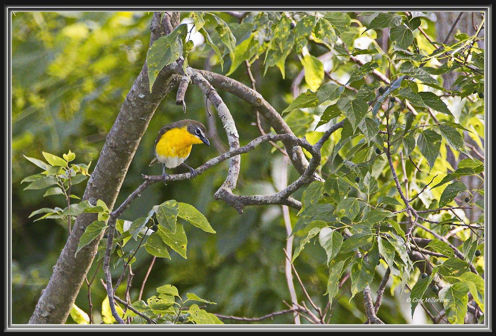 Yellow-breasted Chat - Greg Miller