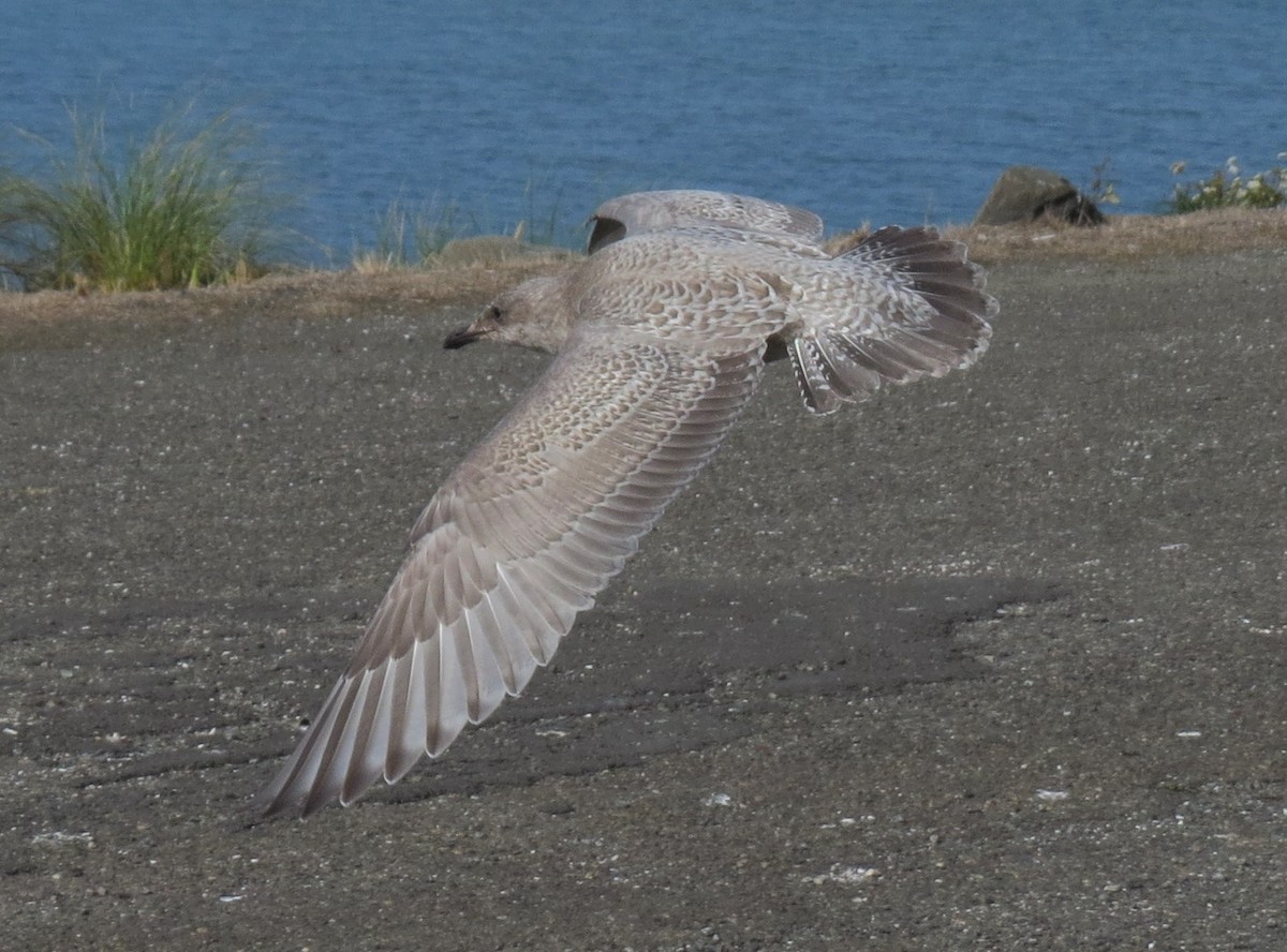 Iceland Gull (Thayer's) - Matthew Hunter