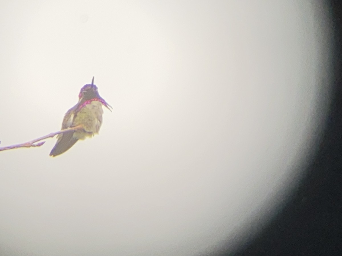 Costa's Hummingbird - ML347327891
