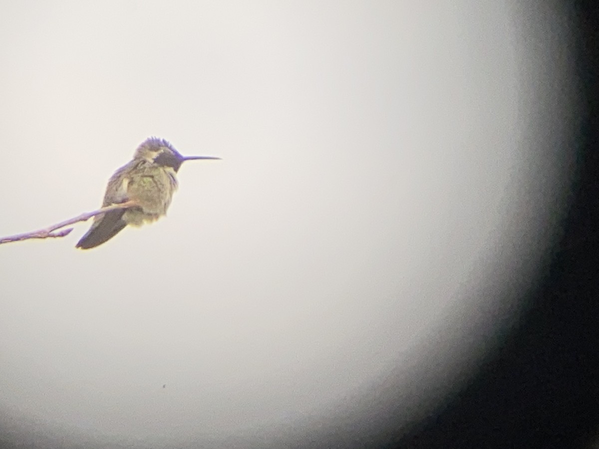 Costa's Hummingbird - ML347327911