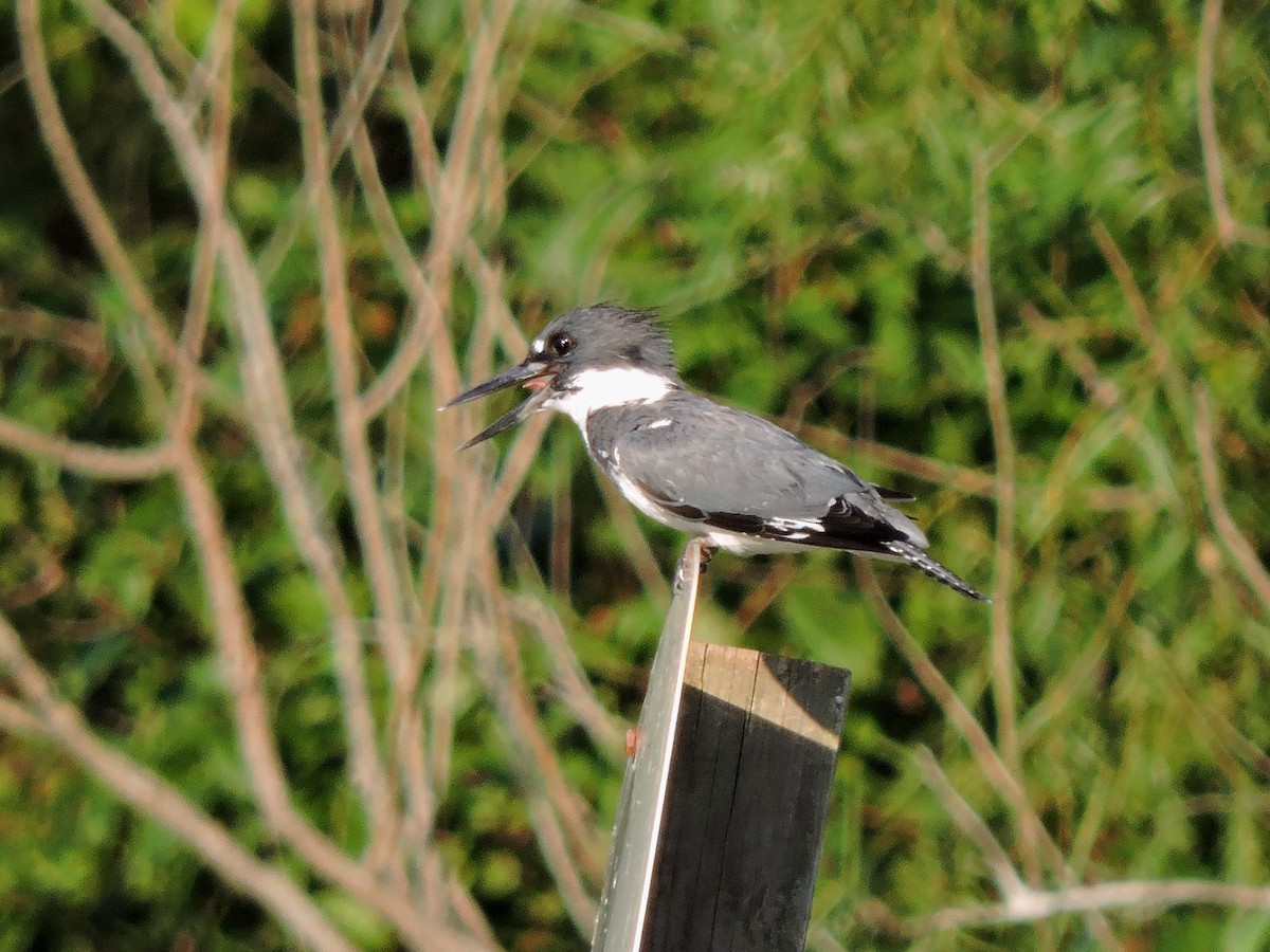 Belted Kingfisher - ML34732851