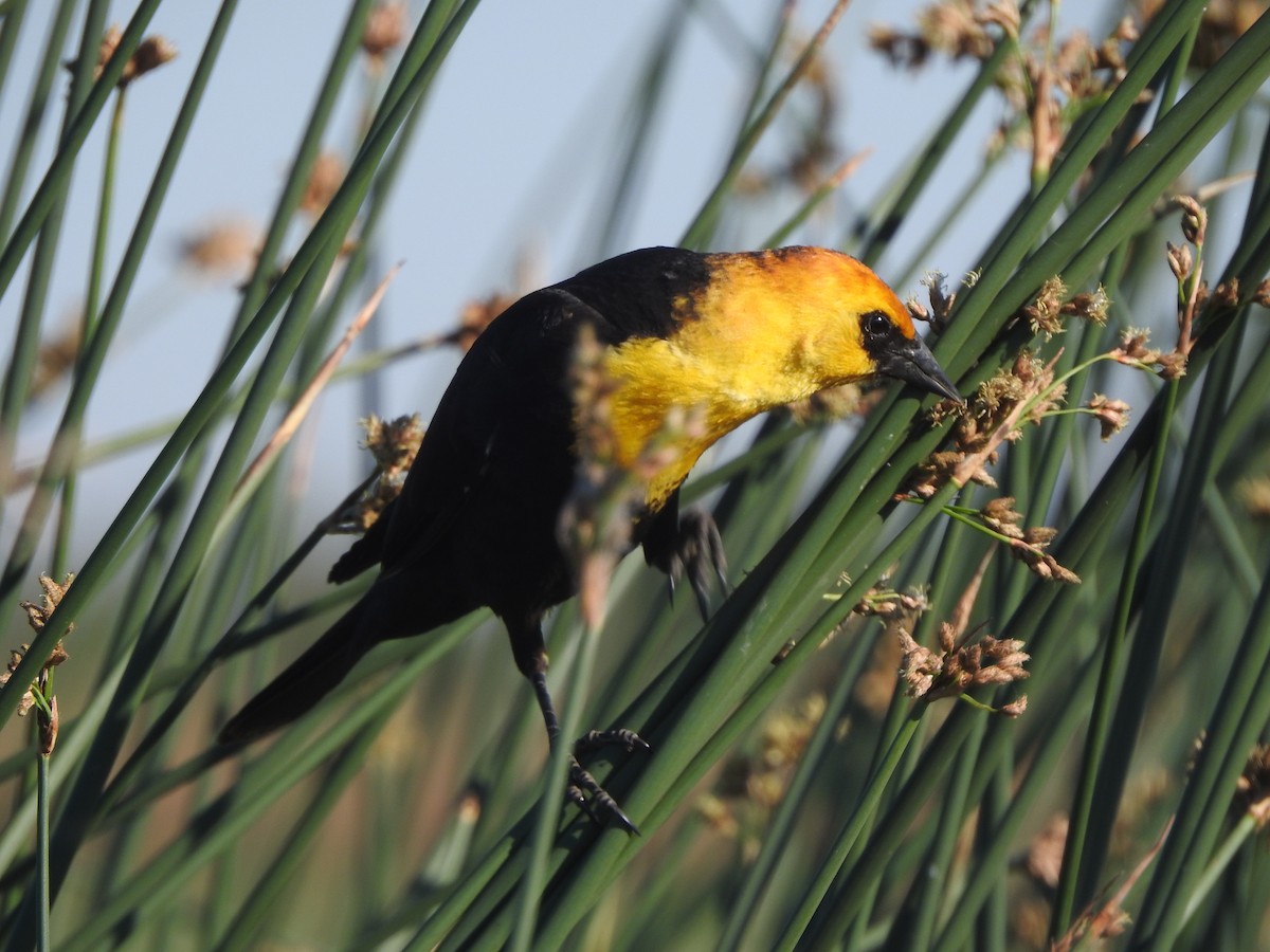 Yellow-headed Blackbird - Beth Whittam