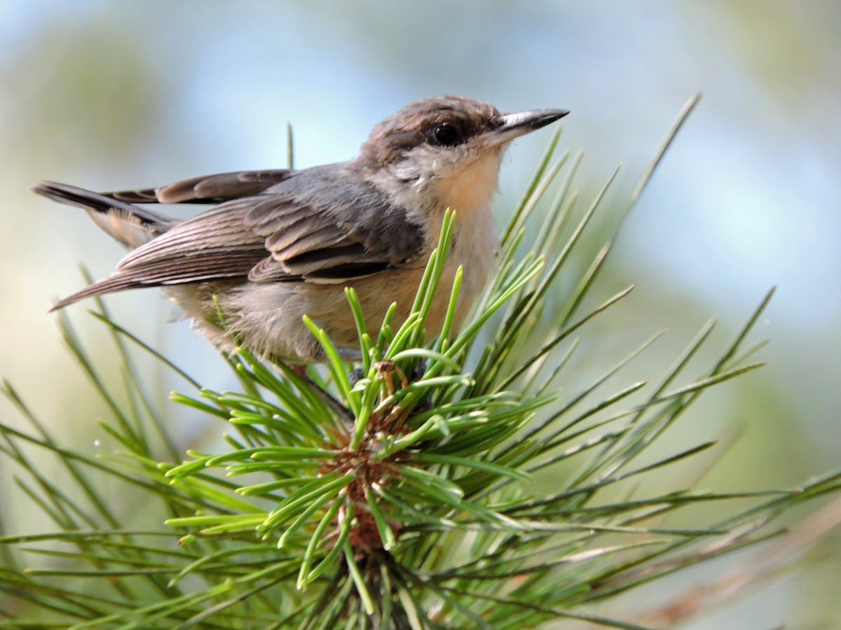 Brown-headed Nuthatch - ML34733131