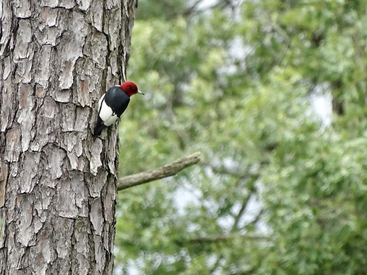 Red-headed Woodpecker - ML347331741