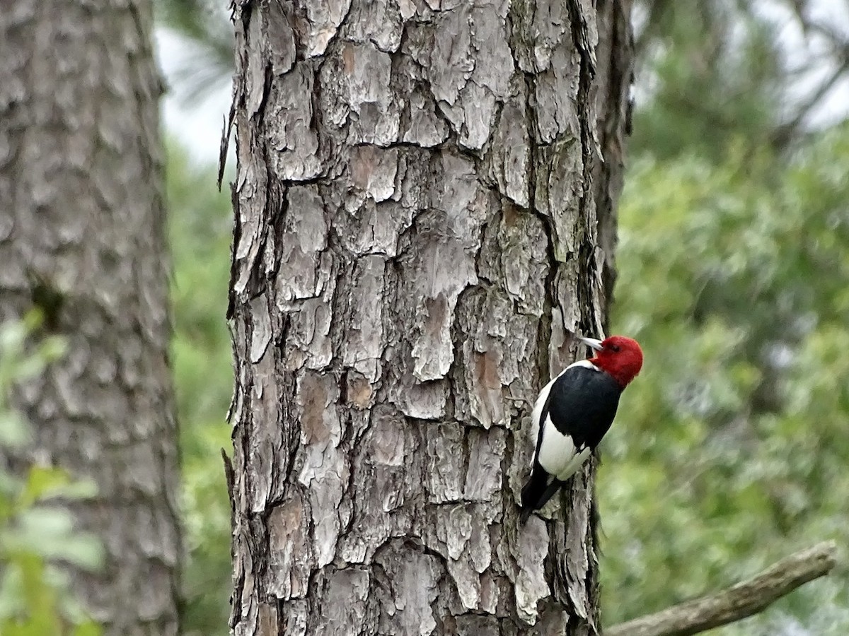 Red-headed Woodpecker - ML347331781