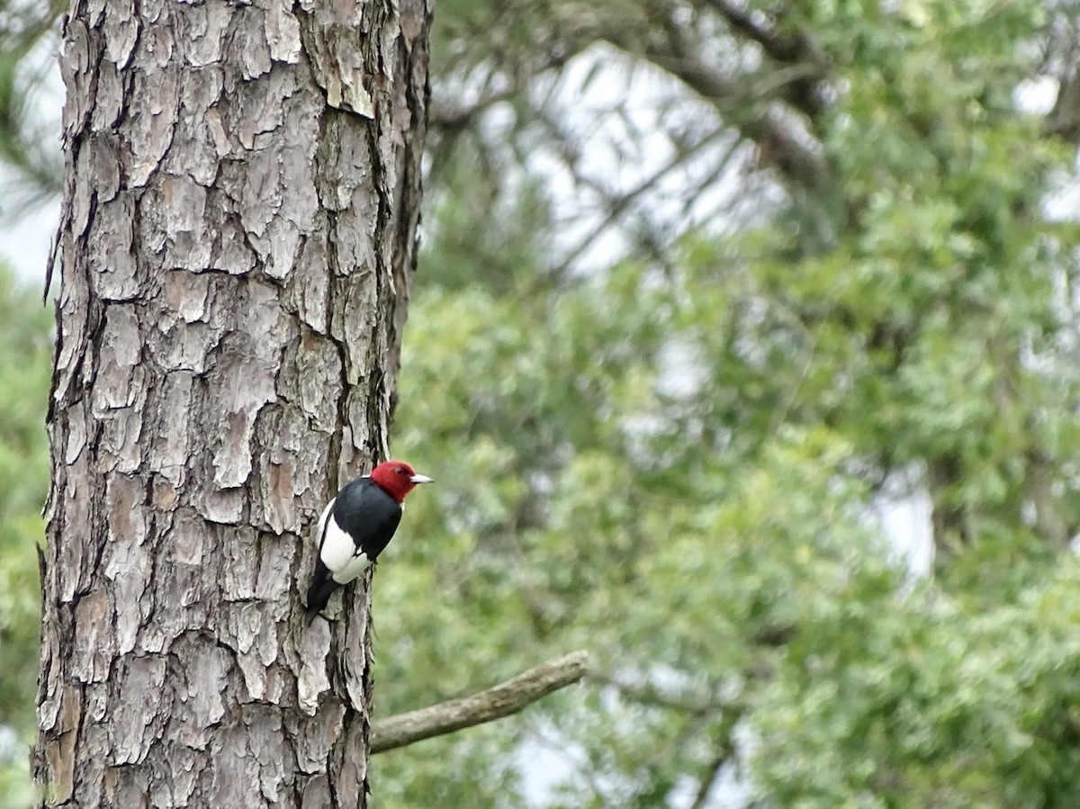 Red-headed Woodpecker - ML347331821